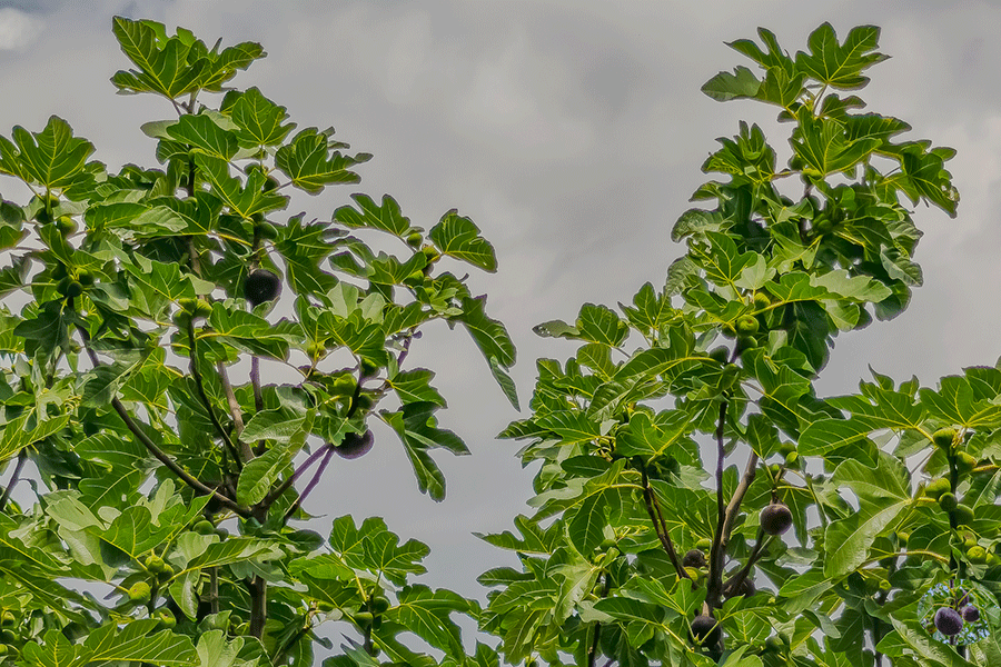 Unser Feigenbaum im Garten mit vielen großen reifen, blauen Feigen und den kleinen der 2. Ernte im September. - Foto JoSt   2026
